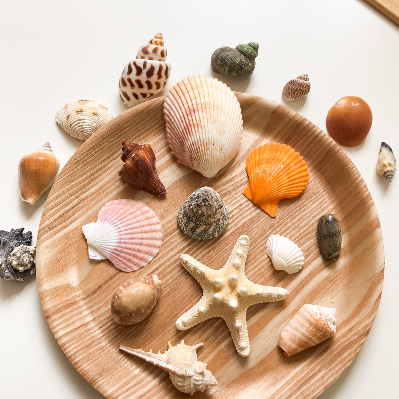 A collection of various seashells placed on a wooden plate, with some seashells having a natural beige color and others in shades of brown, white, and orange.