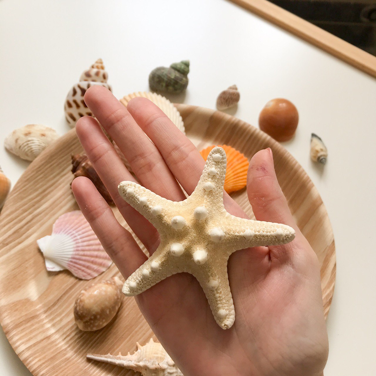 A hand holding up an all natural starfish