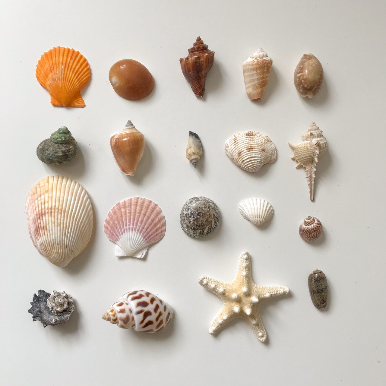 a set of 19 different seashells and starfishes